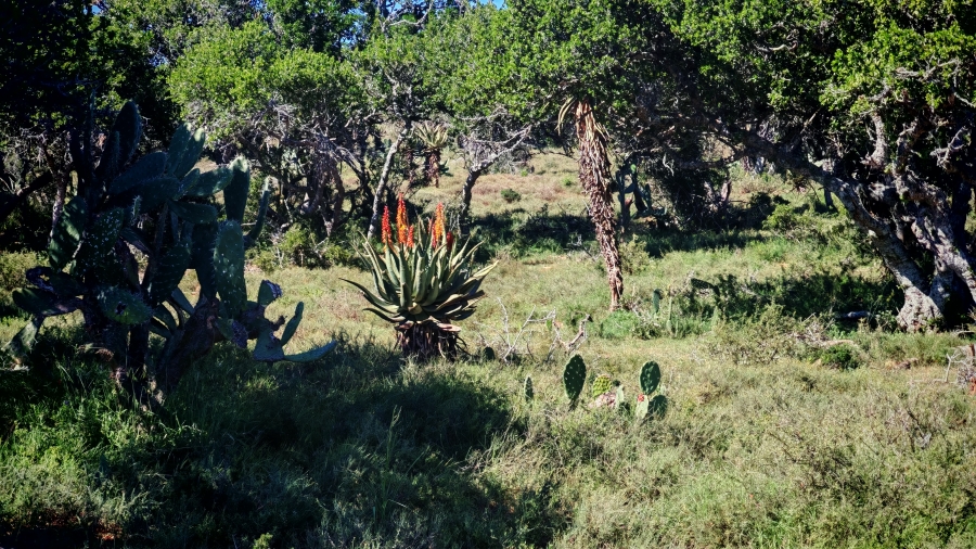 0 Bedroom Property for Sale in Somerset East Rural Eastern Cape